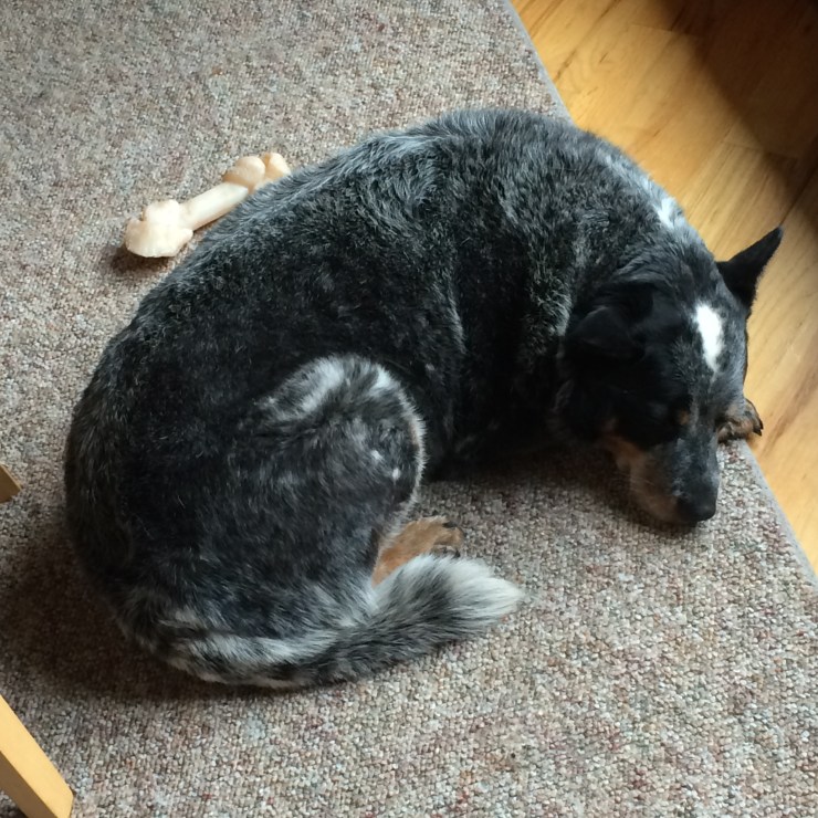 17847250271_d5acf1d22a_o